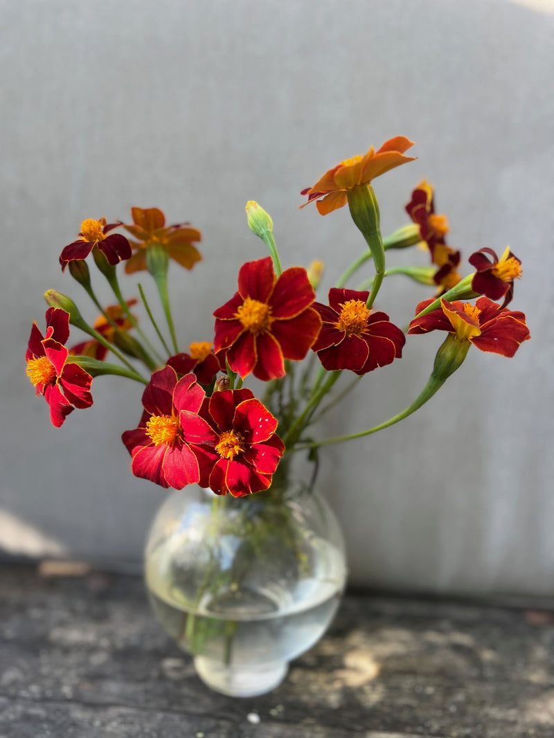Tagetes 'Red gem' - Nyhet!