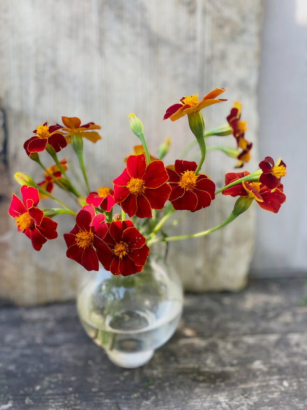 Tagetes 'Red gem' - Nyhet!