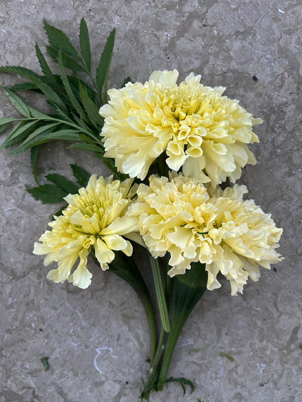 Tagetes 'Kilimanjaro' - Nyhet!
