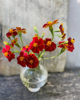 Linnaeus' 'Burning Embers' 