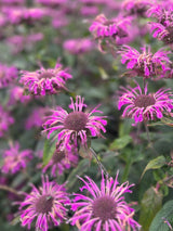 Temynta 'Bergamot' - Nyhet!