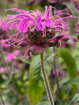 Temynta 'Bergamot' - Nyhet!