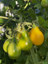 Pärontomat ´Yellow Pearshaped´ Ekologisk - Nyhet!