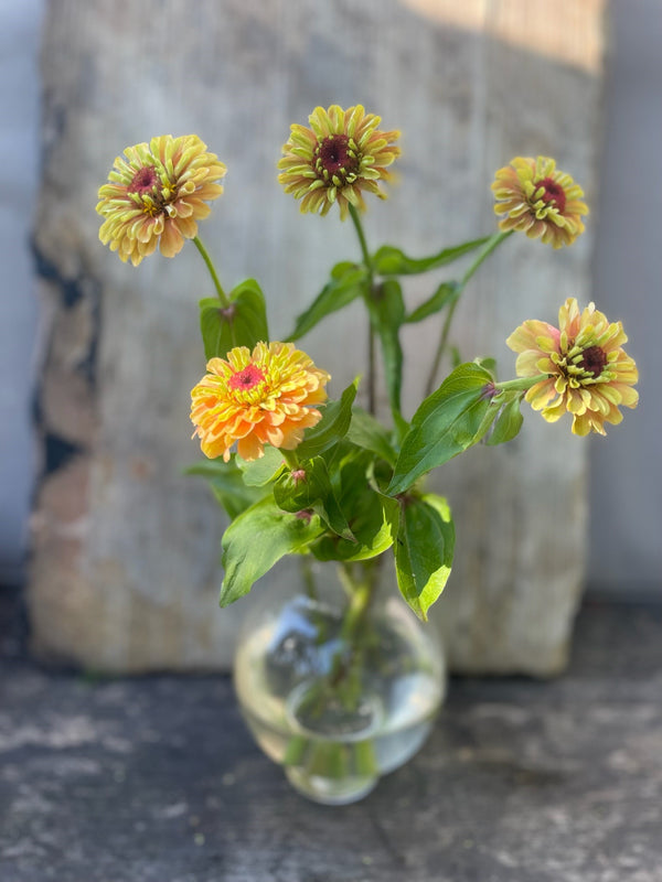 Zinnia ´Queeny Lime with blush´