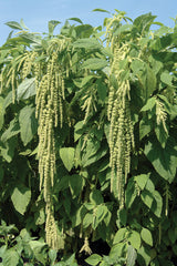 Amarant 'Viridis'