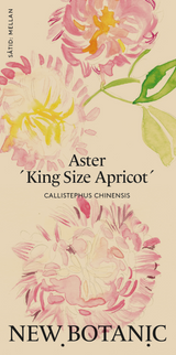 Aster ´King Size Apricot´