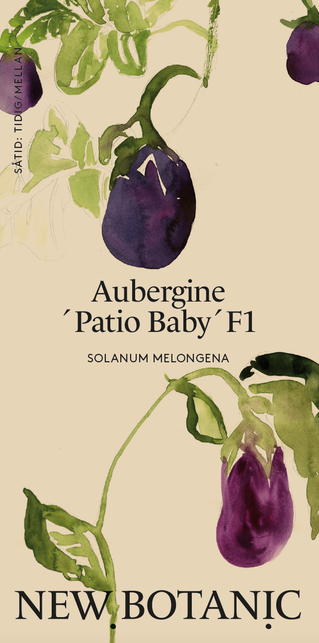 Aubergine ´Patio Baby´F1 - inomhusodling