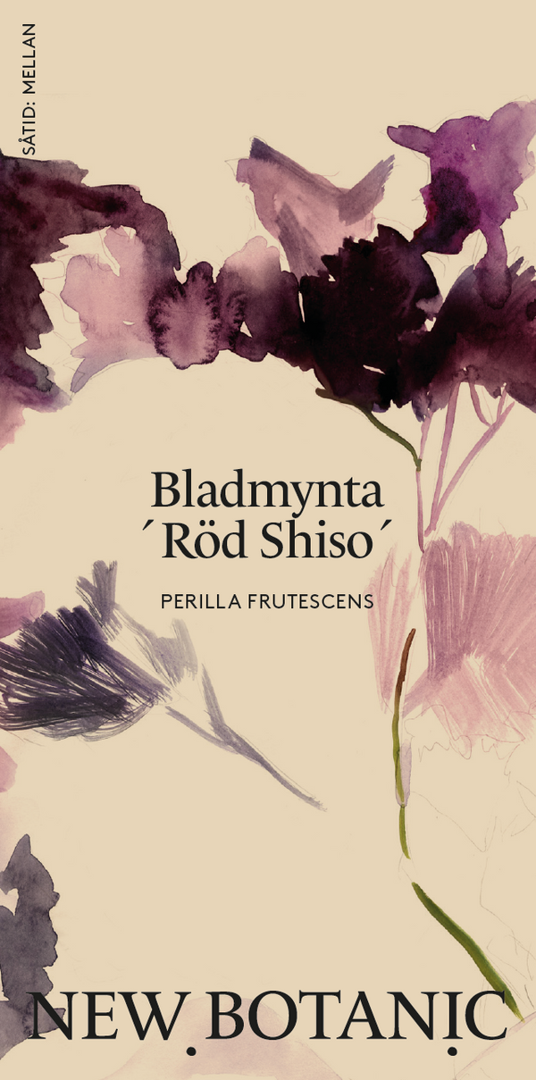 Bladmynta ´Röd Shiso´