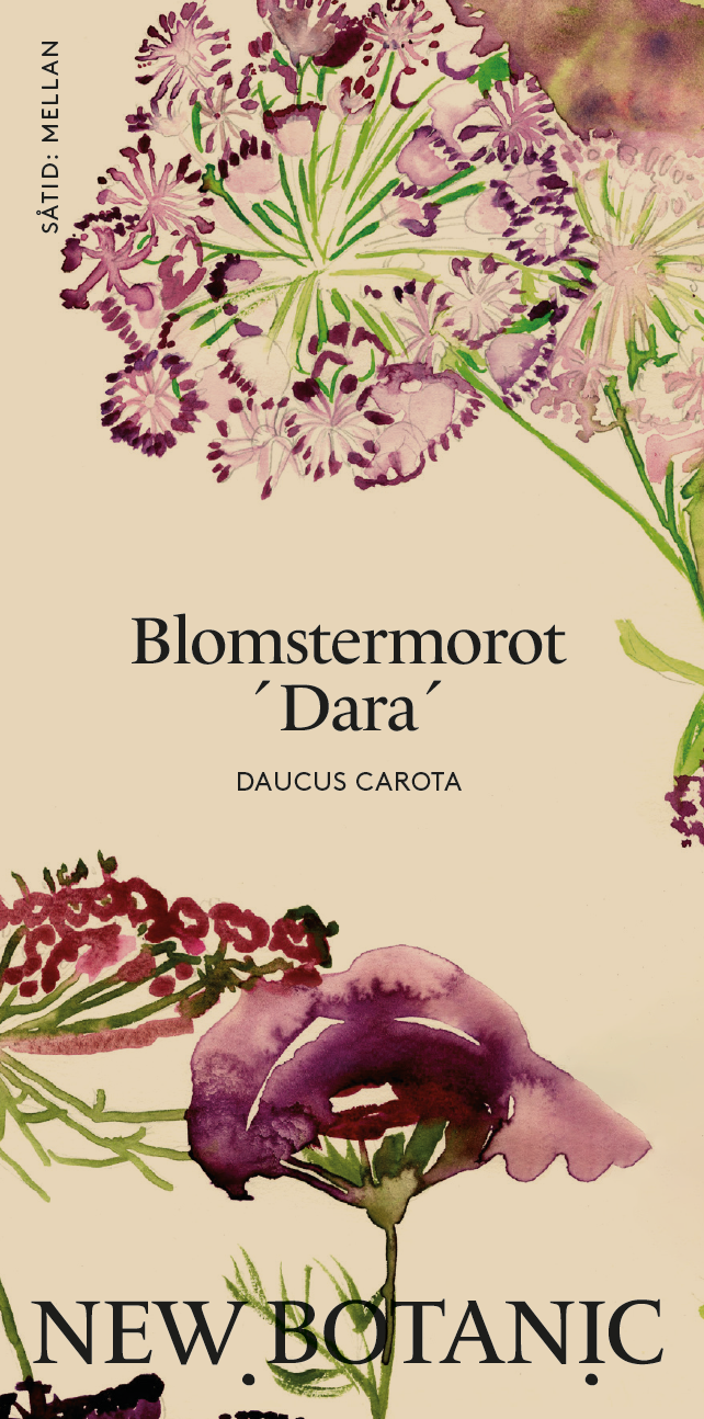 Blomstermorot 'Dara'