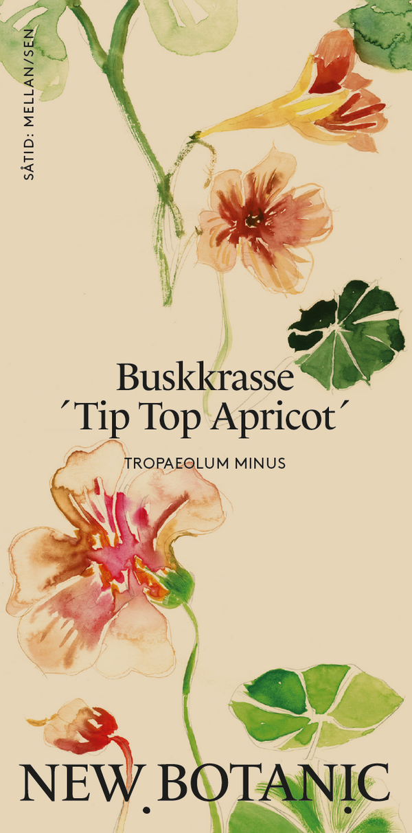 Buskkrasse ´Tip Top Apricot'