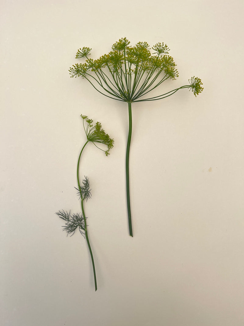 Dill 'Vierling'