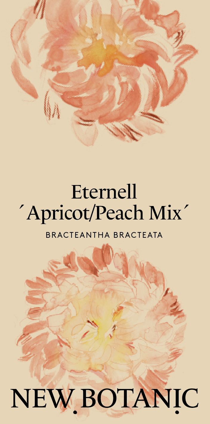 Nyhet! Eternell 'Apricot Peach Mix'