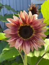 Solros 'Pro Cut Plum' F1