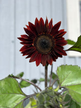 Solros 'Rouge Royal' F1