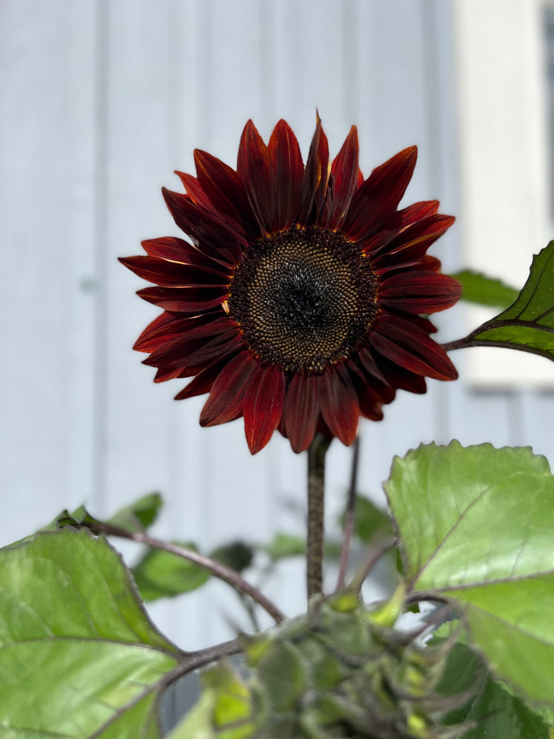 Solros 'Rouge Royal' F1