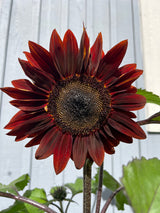 Solros 'Rouge Royal' F1