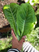 Cossallat 'Jericho'