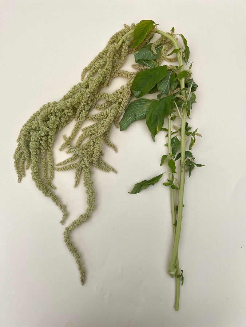 Amarant 'Viridis'