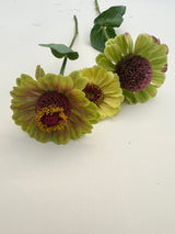 Zinnia ´Queeny Lime with blush´