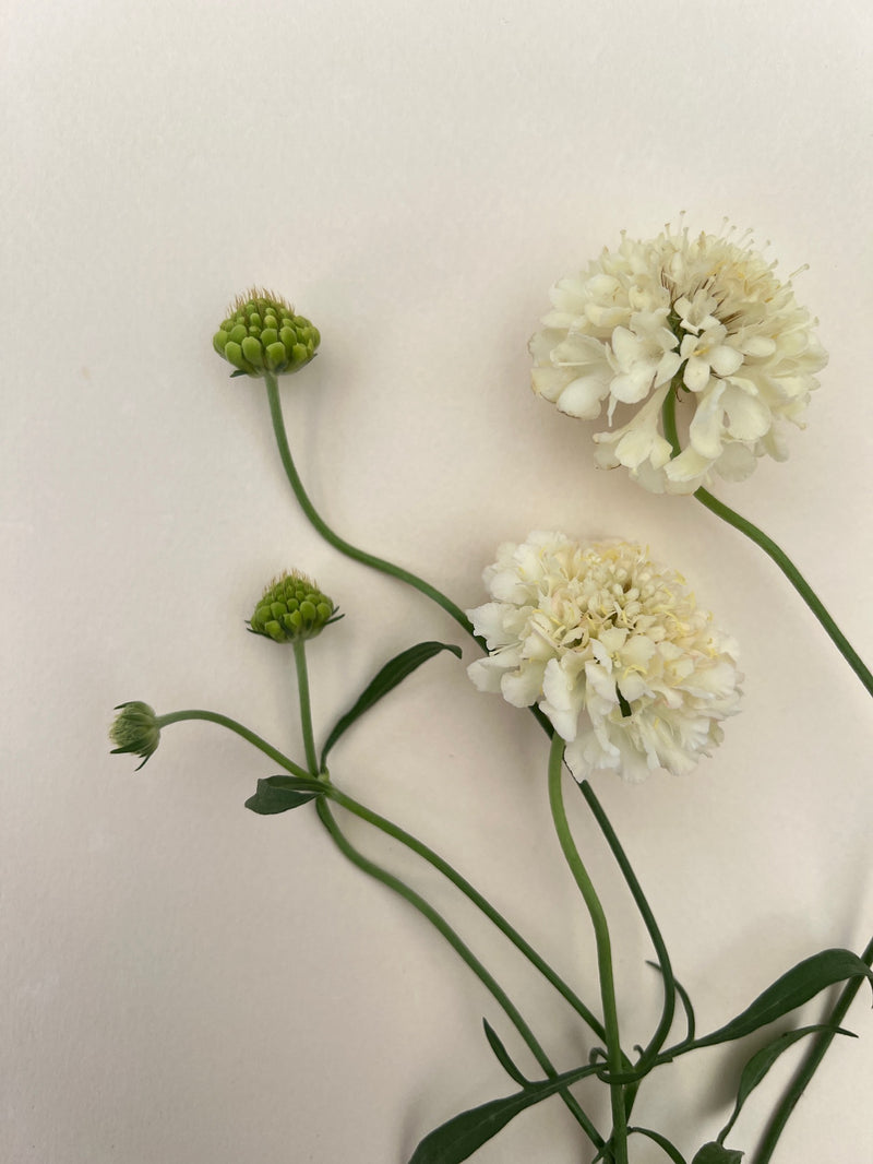 Grace Bouquet Collection - För den stilfulla odlaren