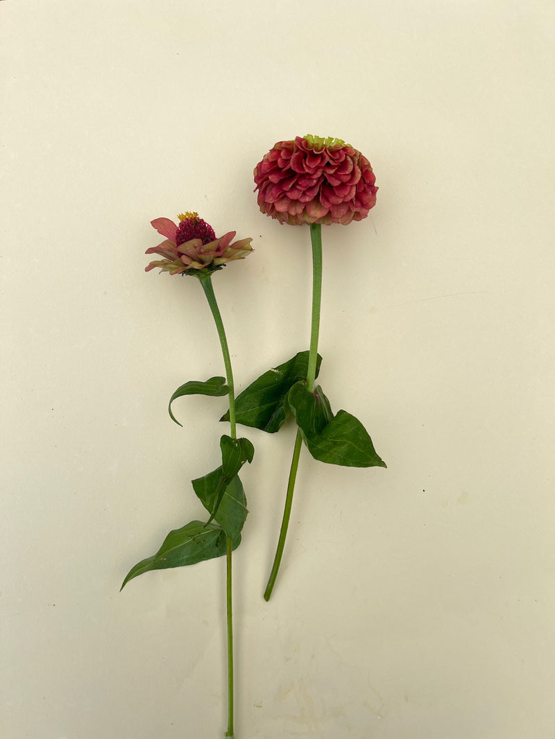 Zinnia  ´Queeny Lime Red´