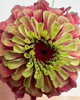 Zinnia ´Queeny Lime Red´