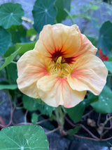Buskkrasse ´Tip Top Apricot'