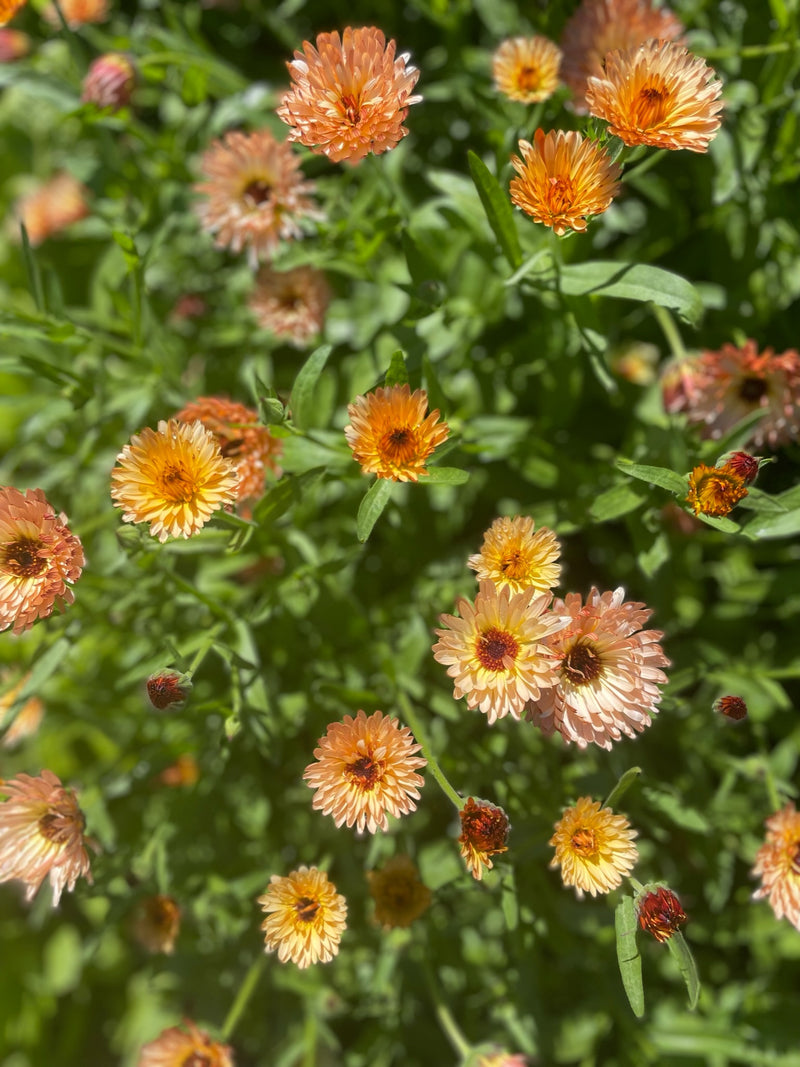 Ringblomma 'Orange Flash'