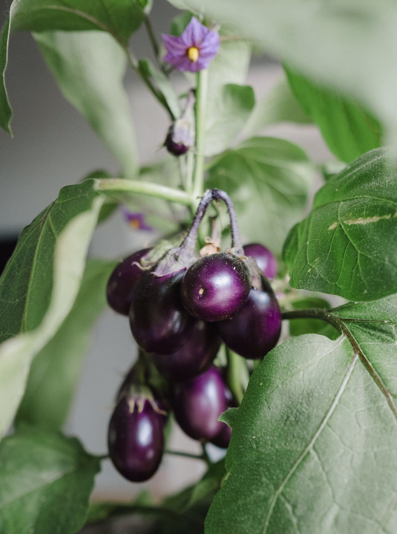 Aubergine ´Patio Baby´F1 - inomhusodling