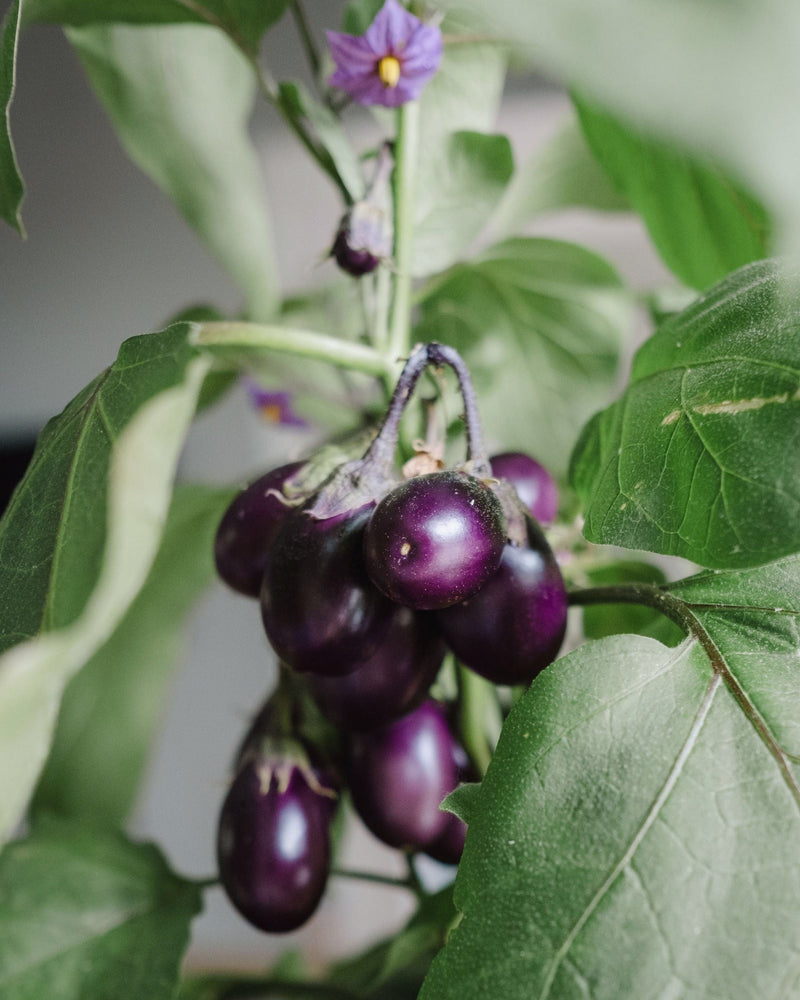 Baklažanai Patio Baby F1 (lot. Solanum melongena) | e-Sėklos: sėklos Baklažanai Patio Baby F1 (lot. Solanum melongena) | e-Sėklos: sėklos