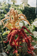 Blodamarant 'Red Spike
