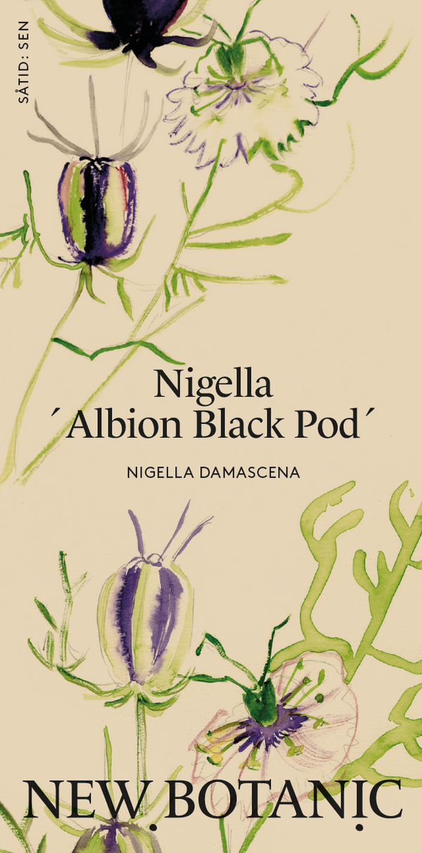 Nigella ´Albion Black Pod´