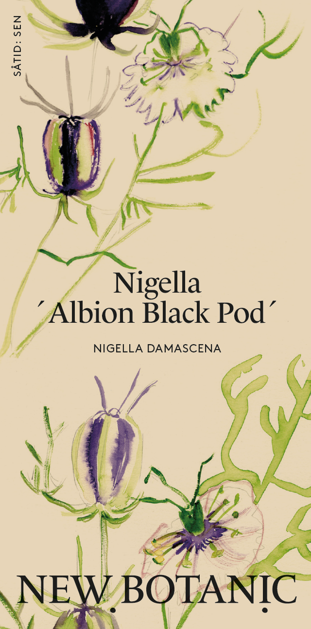 Nigella ´Albion Black Pod´