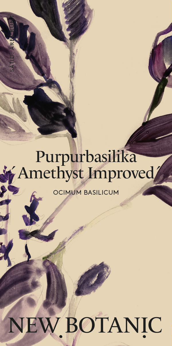 Purpurbasilika 'Amethyst improved' - inomhusodling