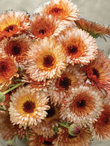 Ringblomma 'Orange Flash'