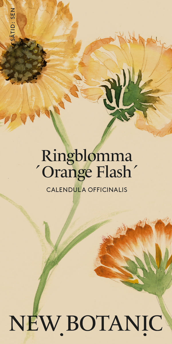 Ringblomma 'Orange Flash'