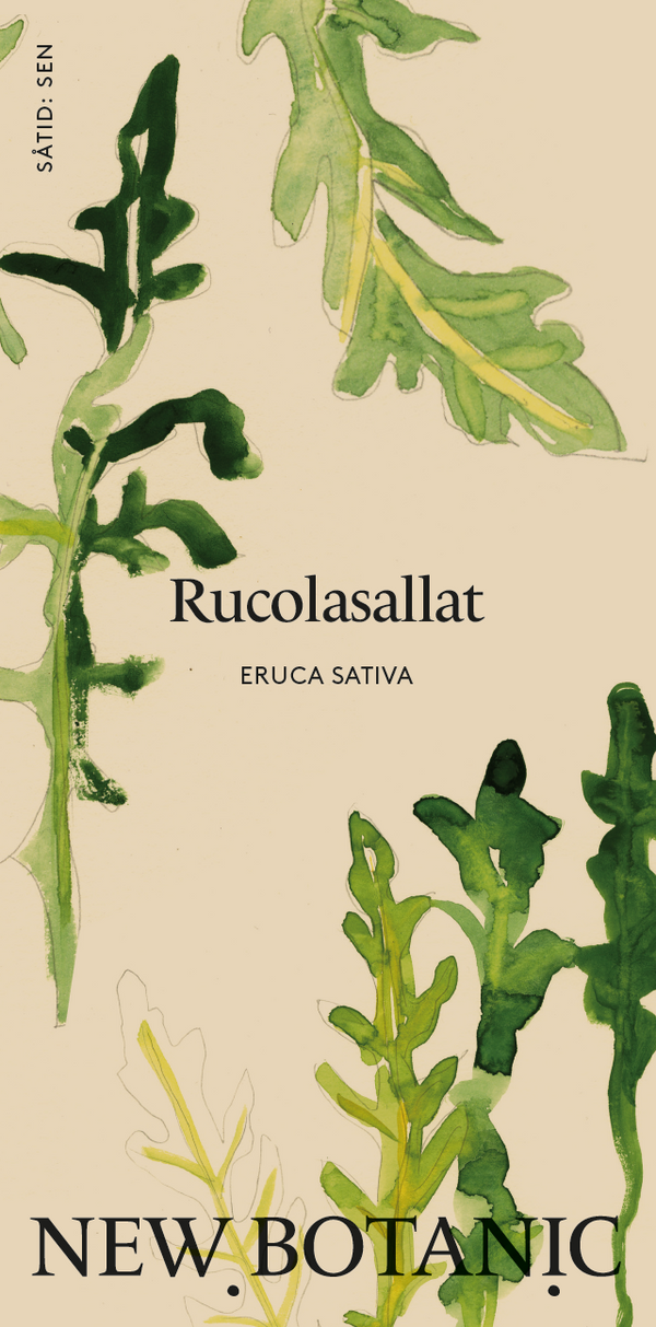 Rucolasallat
