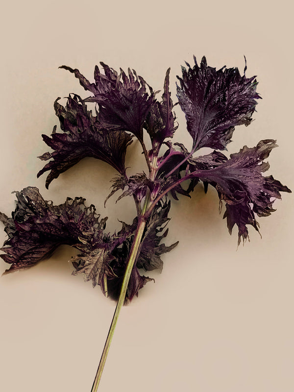 Bladmynta ´Röd Shiso´