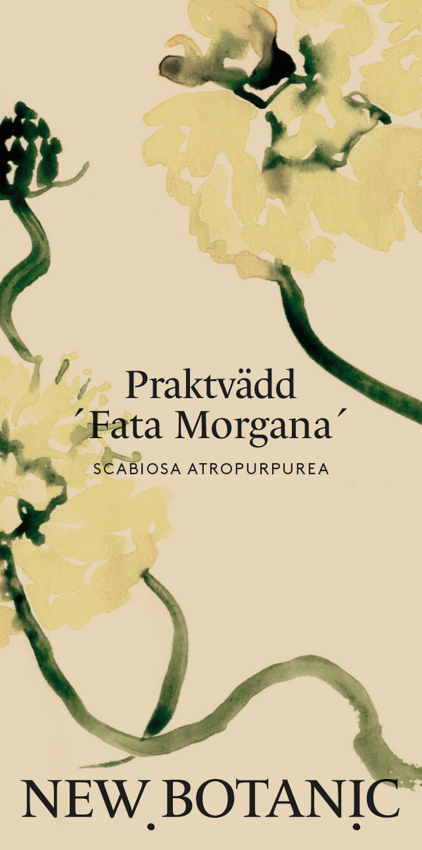 Praktvädd 'Fata Morgana'