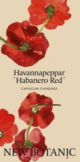 Havannapeppar ´Habanero red´
