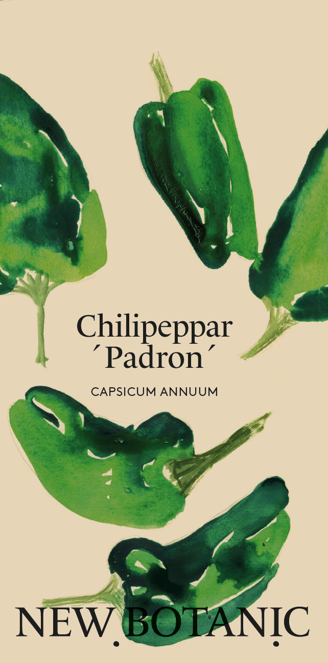 Chilipeppar ´Padron´