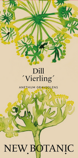 Dill 'Vierling'