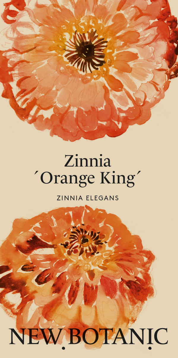 Zinnia ´Orange King´