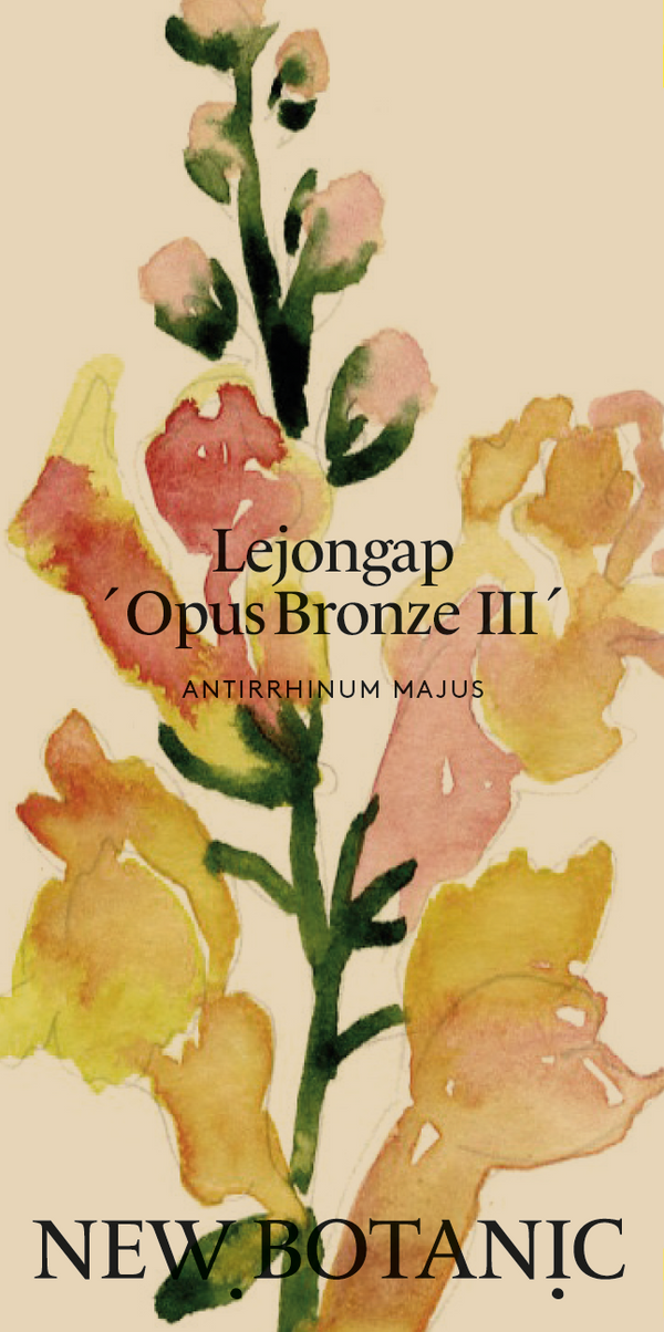 Lejongap 'Opus Early Bronze'