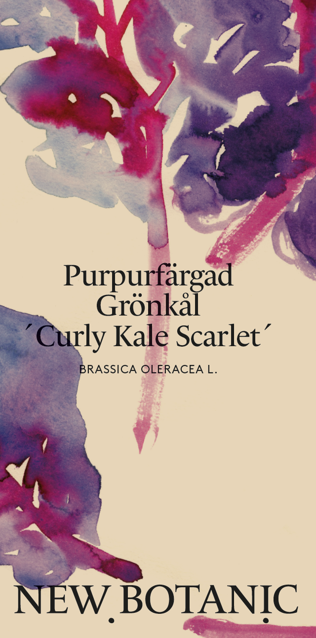 Purpurfärgad grönkål 'Scarlet'