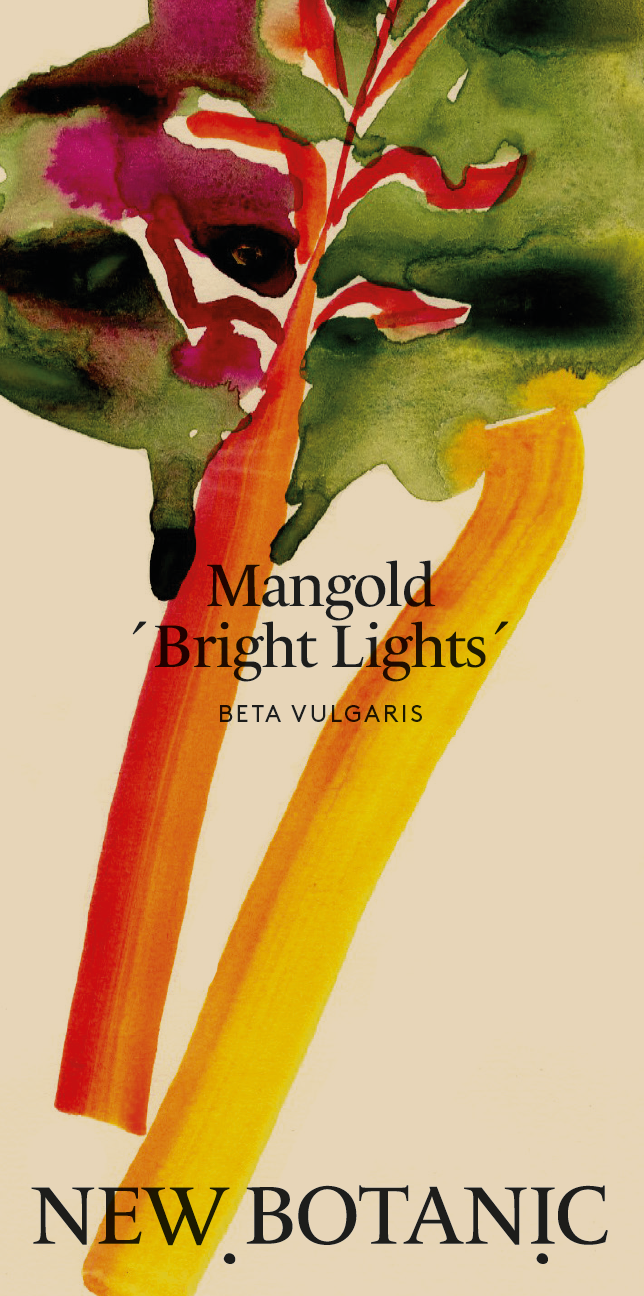 Mangold 'Bright Lights'