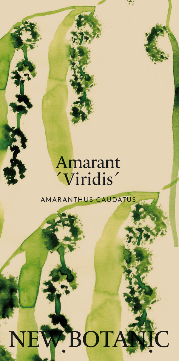 Amarant 'Viridis'
