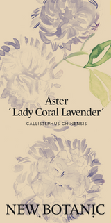 Aster 'Lady Coral Lavender'