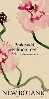 Praktvädd 'Salmon Rose'