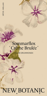 Sommarflox ´Crême Brulée´